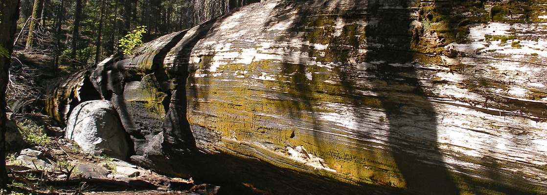 Moss-covered, fire damaged sequoia trunk beside the Hazlewood Nature Trail