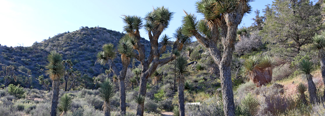 Joshua trees along the High View Trail