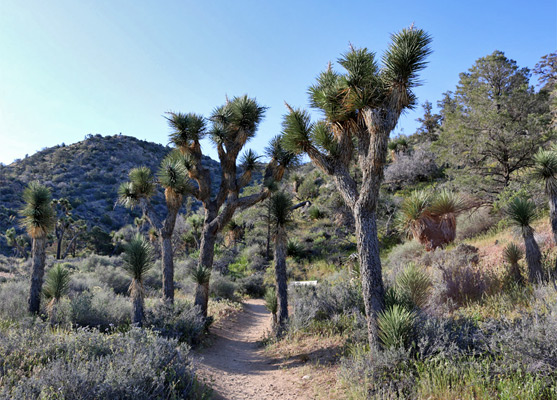 Tall Joshua trees