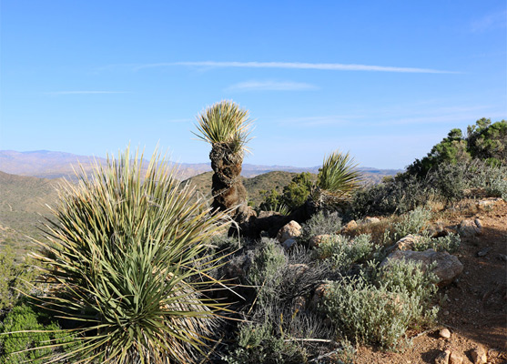 Plants on the summit