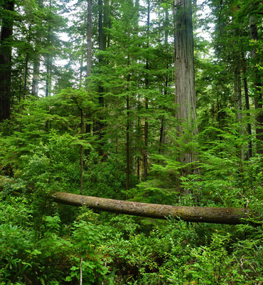 Horizontal fallen tree