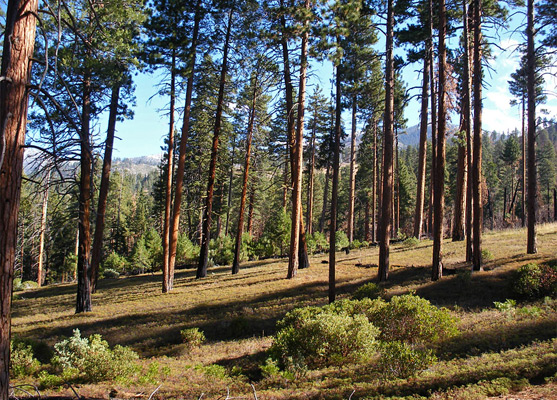 Trees and shadows