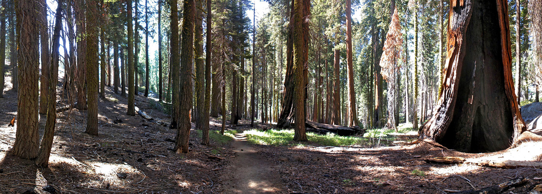 Typical view along the Huckleberry Trail