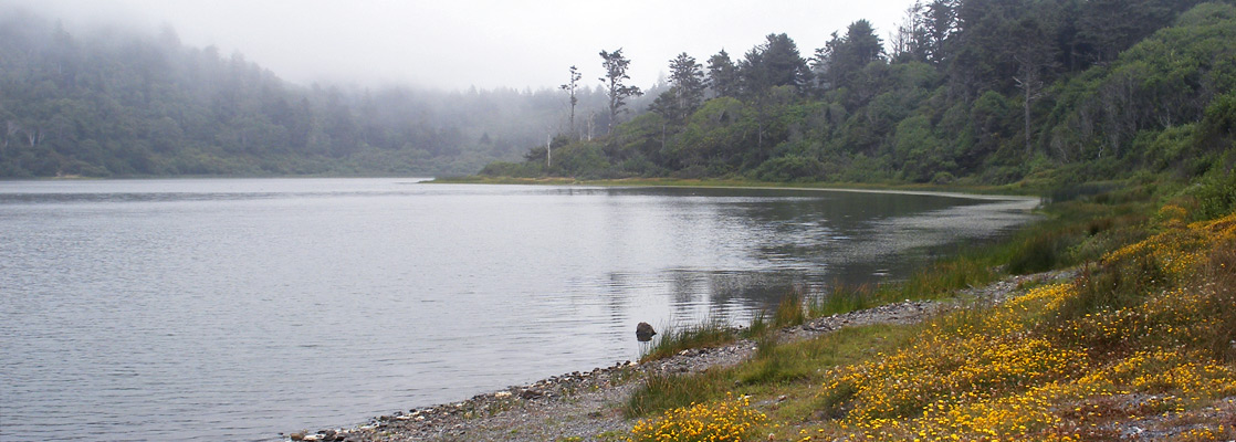 Yellow flowers at the edge of Freshwater Lagoon, alongside US 101