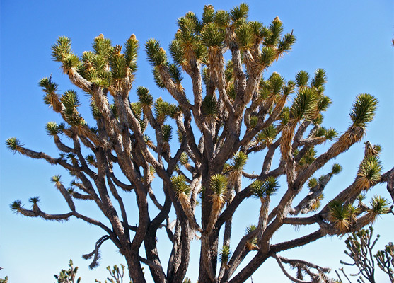 Joshua tree