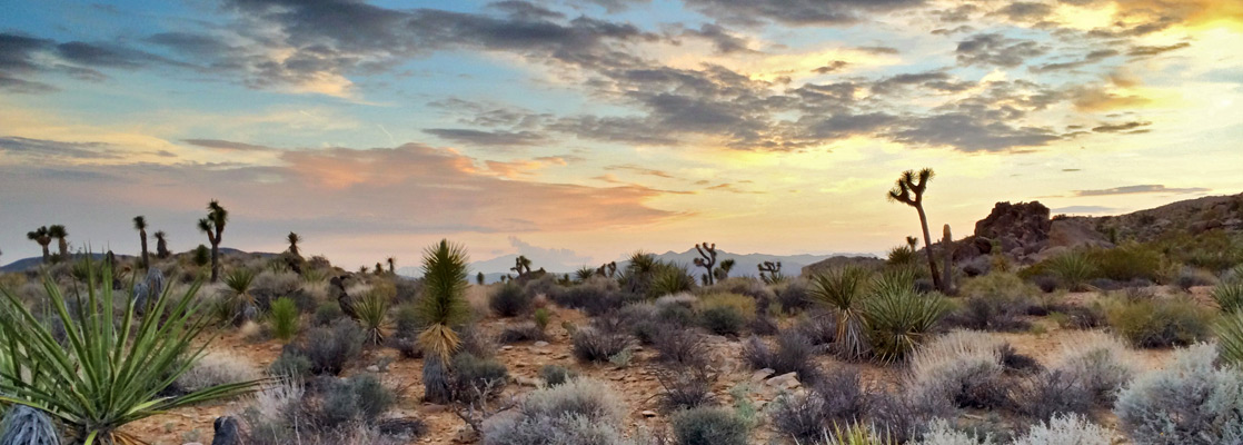 Yucca and Joshua trees at sunset