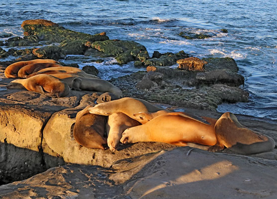 Sea lions