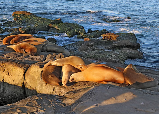 Sea lions