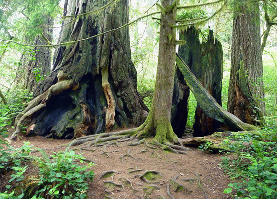 Differently sized tree trunks