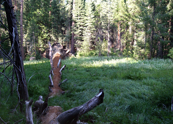 Ancient fallen tree across Lion Meadow