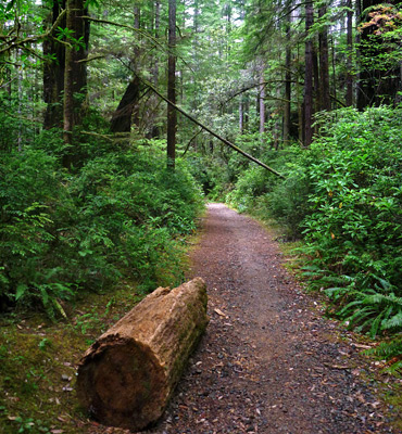 Log beside a wide, level section of the trail