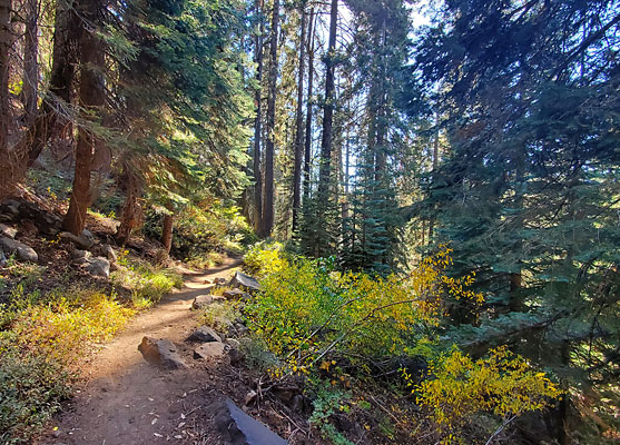 Path from the Generals Highway