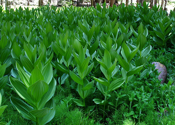 Corn lilies