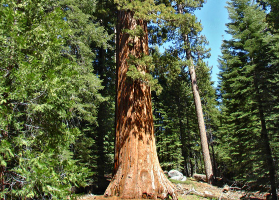 Tall sequoia