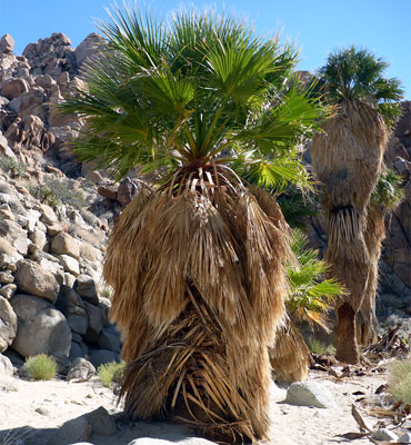 Sunny palms