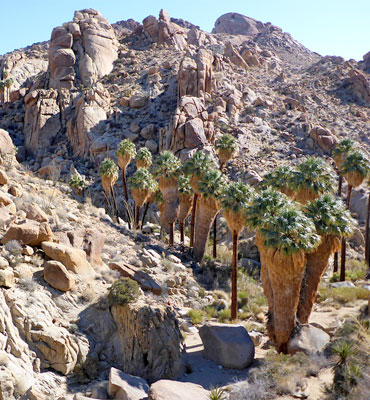 Above the Lost Palms Oasis