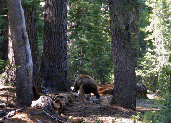 Large black bear leading the way along the Lukens Lake Trail