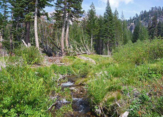 Wildflowers by Manzanita Creek