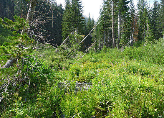 Bushes and trees near Manzanita Creek