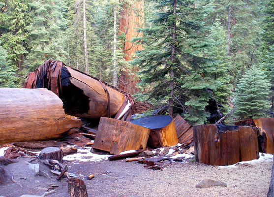 Old sequoia trunk and logs, along the Lower Grove Trail at Mariposa