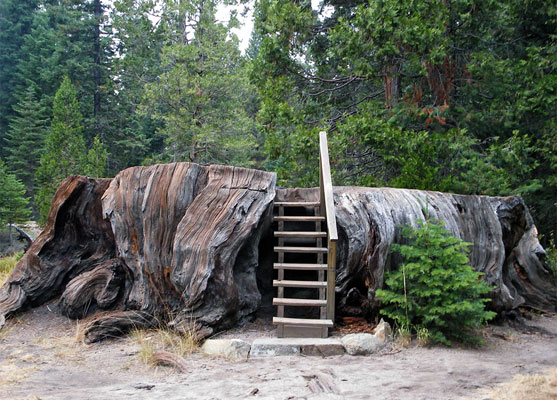 Stump of the 1,350 year old Mark Twain Tree