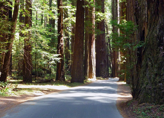 Shadows on Mattole Road