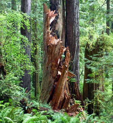 Broken trunk, James Irvine Trail