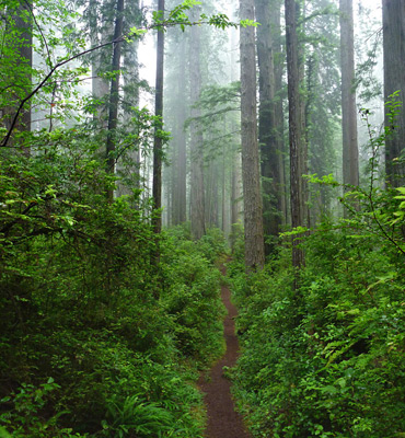 Straight section of the Miners Ridge Trail