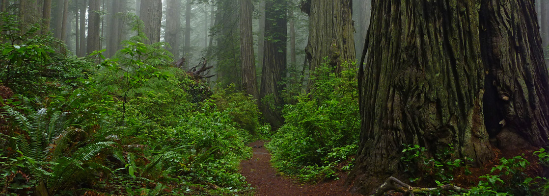 Big redwood beside the Miners Ridge Trail