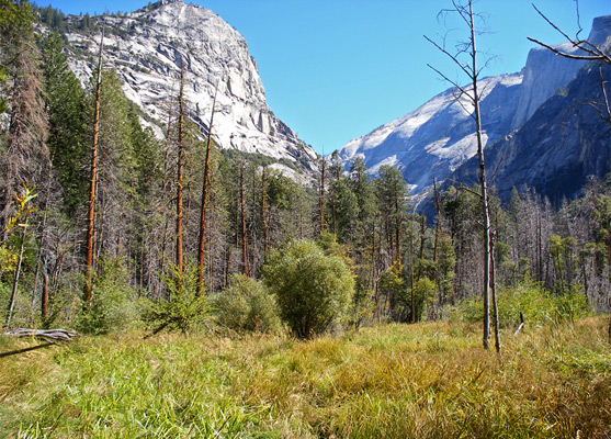 The long grass of Mirror Meadow