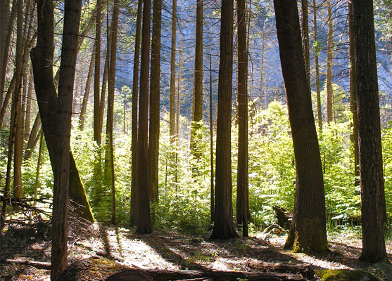 Sunlight and shadows, edge of Mirror Meadow