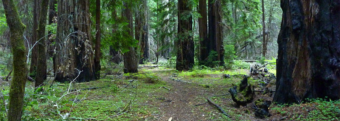 Trail through flat land in the Montgomery Grove