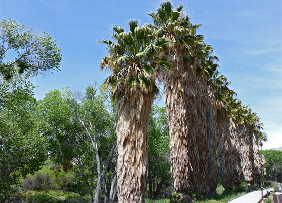 Row of tall palms