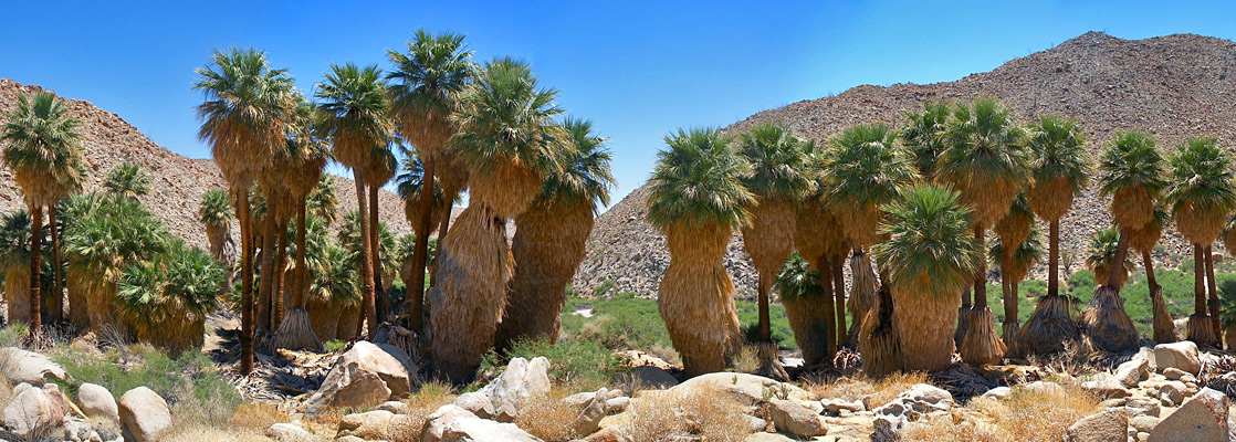 Trees in the Palm Grove at Mountain Palm Springs