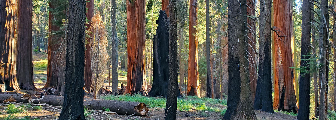 Many sequoia along the Muir Grove Trail