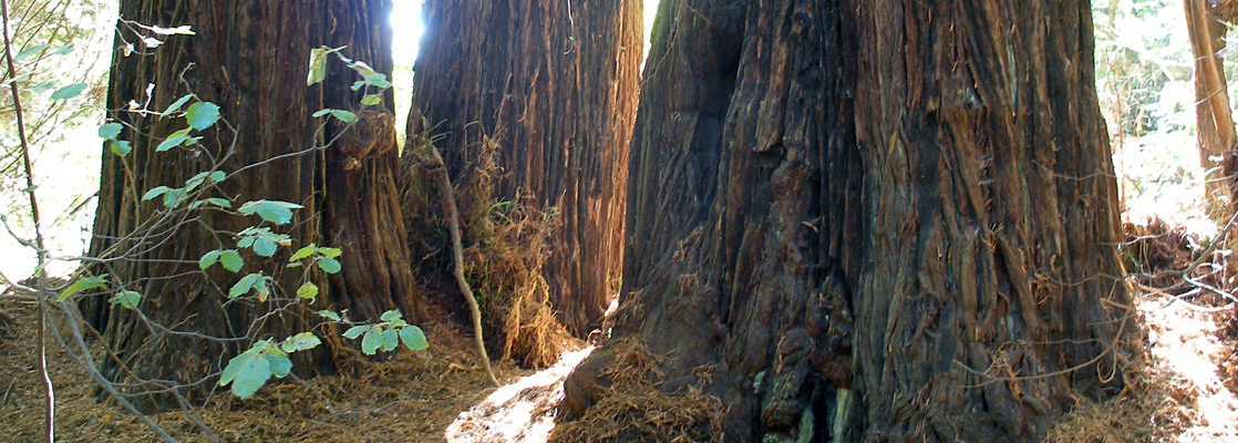 Three large redwoods, near the Muir Woods visitor center