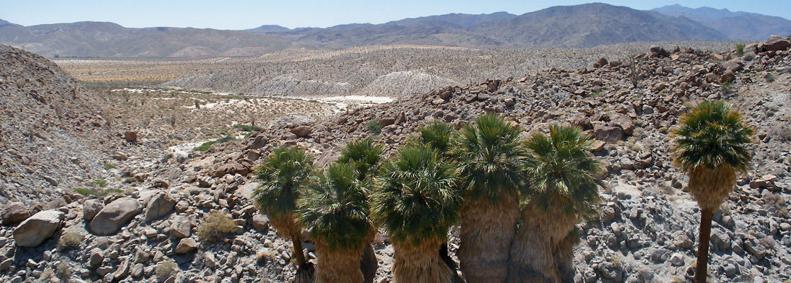 Palm trees at Mountain Palm Springs, looking towards Carrizo Valley