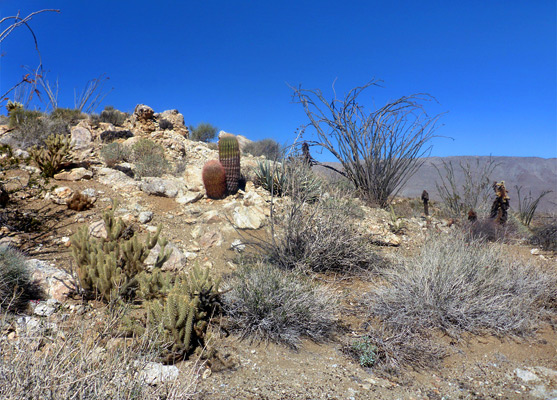 Cholla, ocotillo and ferocacti