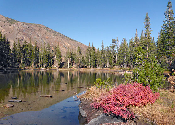 Dwarf bilberry beside a pond