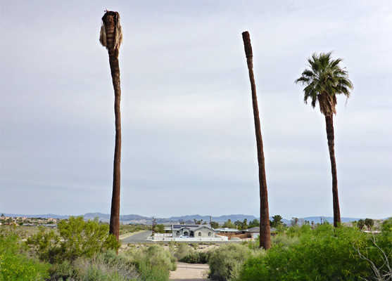 Three palm trunks