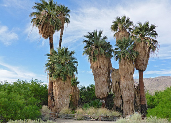Palms at Oasis of Mara