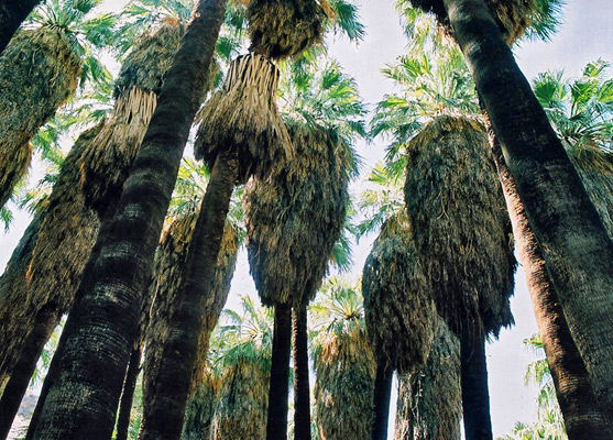 Tall palms