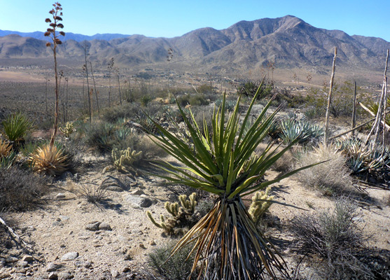 Yucca, cholla and agave
