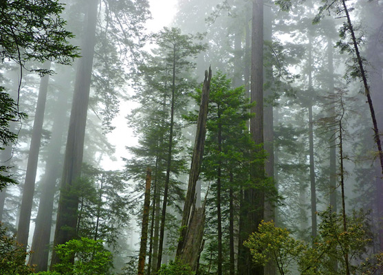 Misty trees, Lady Bird Johnson Grove