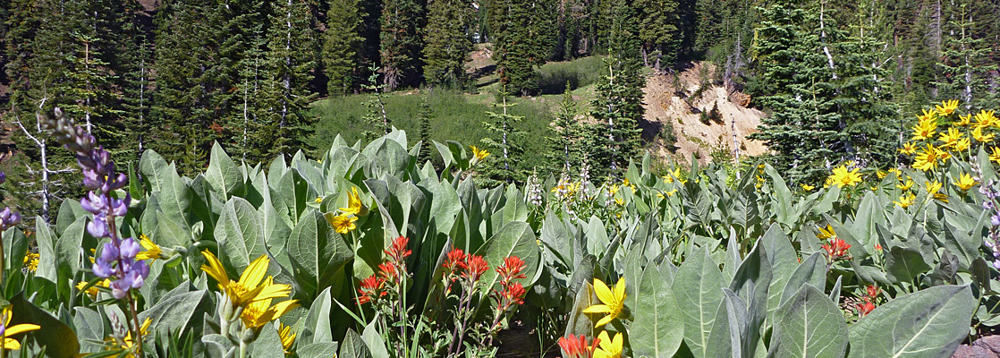 Wildflowers, Ridge Lakes Trail