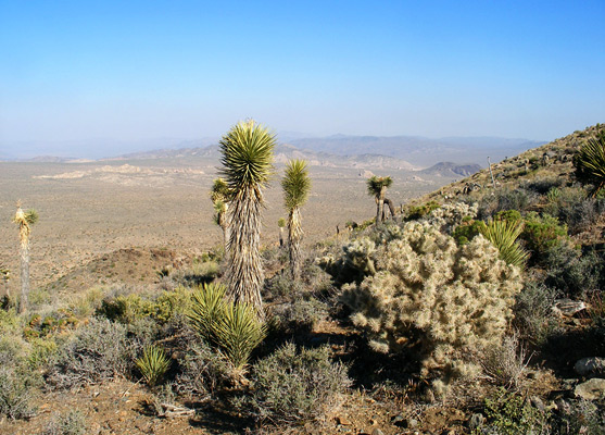 Yucca and cactus along the Ryan Mountain Trail
