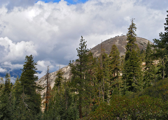 Trees below Sentinel Dome