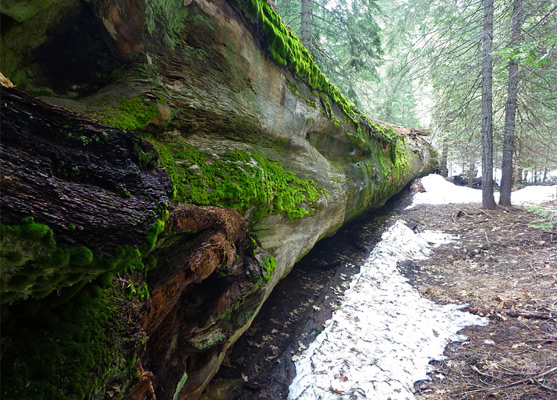 Moss on a sequoia trunk