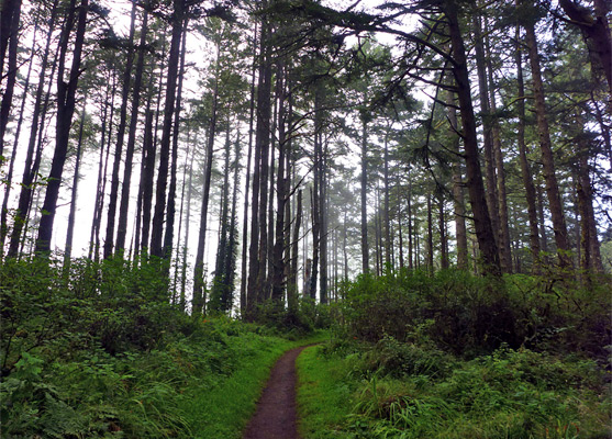 Misty trees, near the summit of Mt Wittenberg