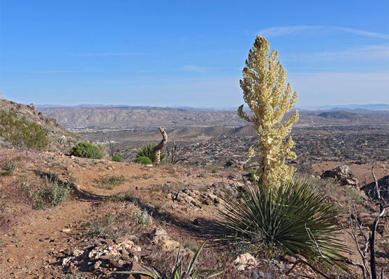 Nolina parryi on South Park Peak